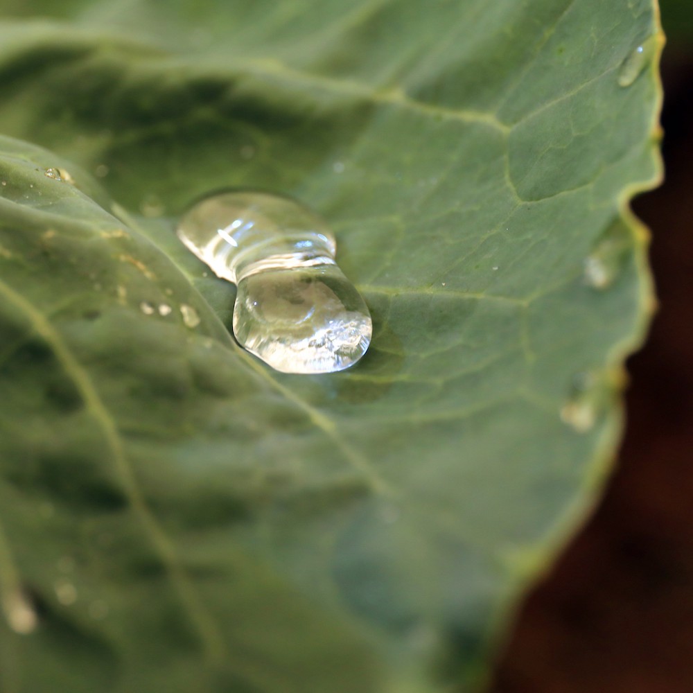 Water droplets on a leaf